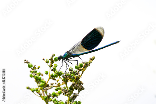 Banded Demoiselle, Calopteryx splendens. Insect close-up in natural environment.