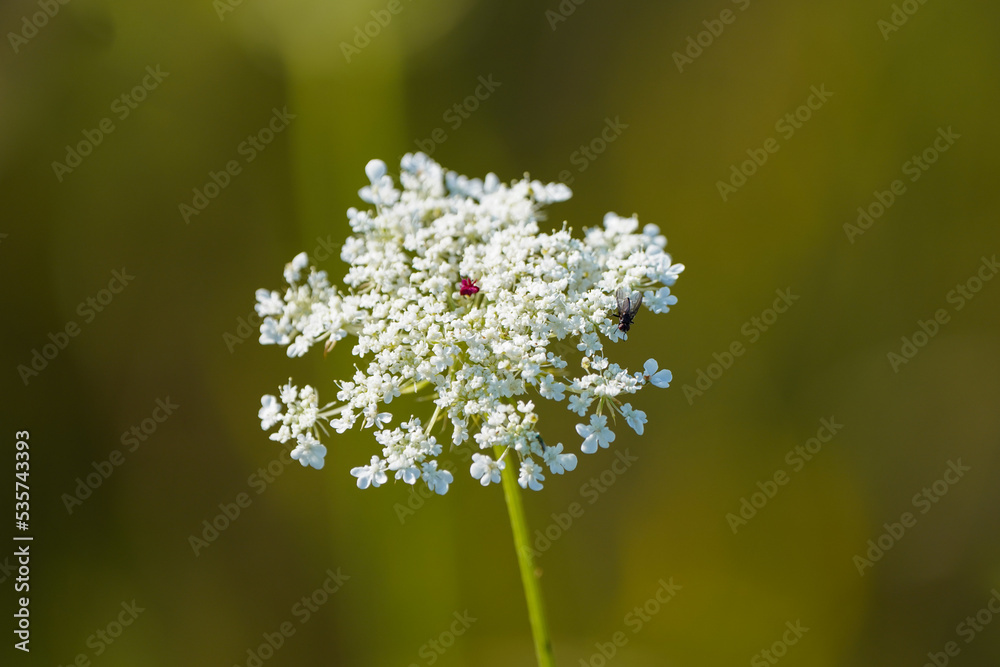 Laceflower, Ammi majus. White flower of the plant close-up. Bishop's flower.
Laceflower, Ammi majus. White flower of the plant close-up. Bishop's flower.