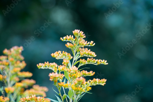 Goldenrod, Solidago. Yellow flowers of the plant close-up. 