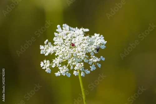 Laceflower  Ammi majus. White flower of the plant close-up.  Bishop s flower. 