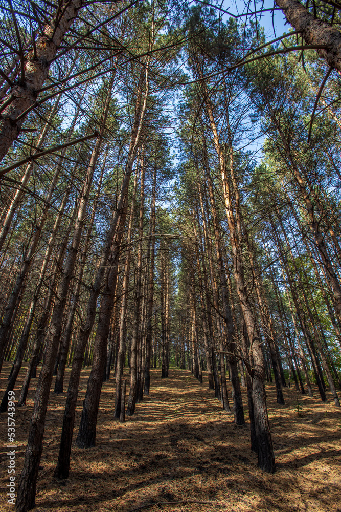 Fototapeta premium Beautiful pine forest in the rays of the evening sun at sunset. Autumn landscape with smooth tree trunks.