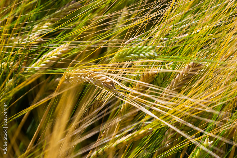 Fields of wheat at the end of summer fully ripe Fields of wheat at the end of summer fully ripe