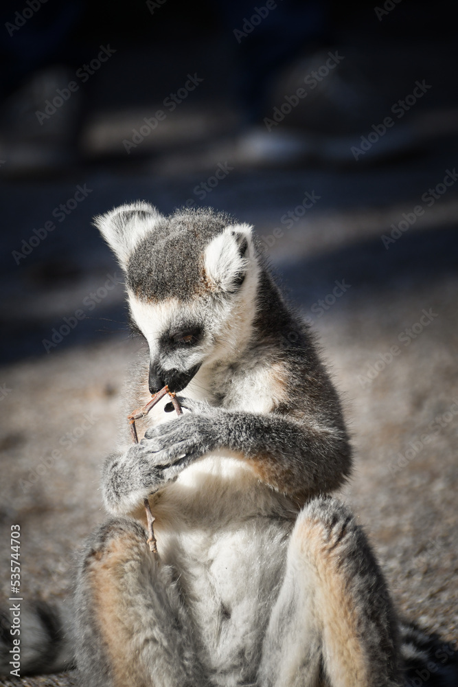 Lemur Kata is sitting on the floor and looking in the lens.