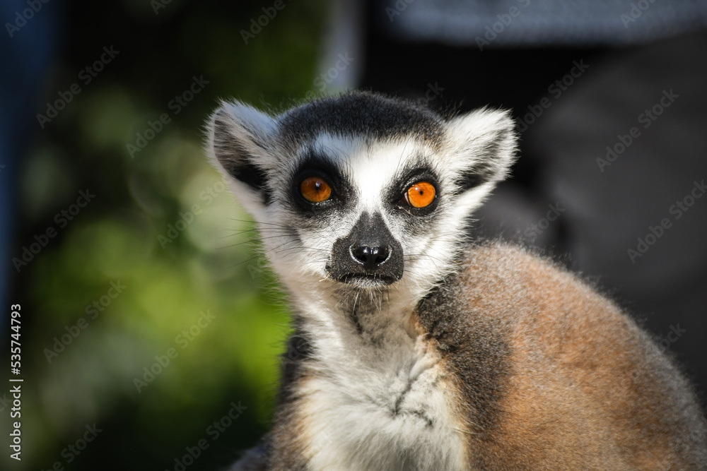 Lemur Kata is sitting on the floor and looking in the lens.