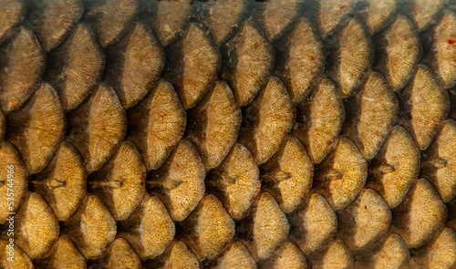 Fish scales close up. The skin of a fish as a background.