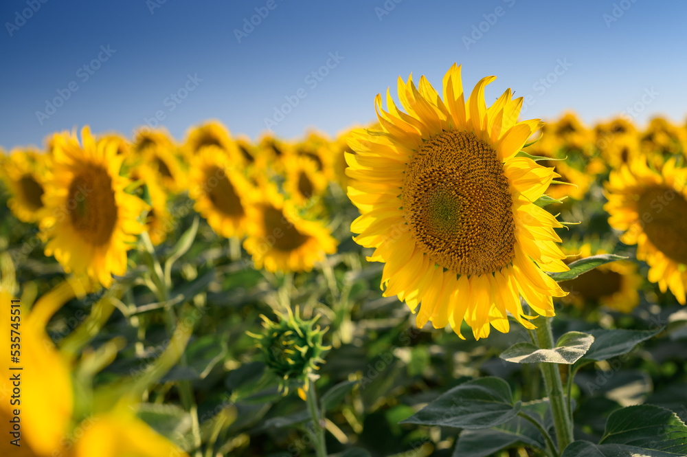 Obraz premium Close up sunflower in the field with blue sky.