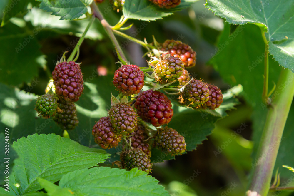 ripe and unripe blackberries on the bush with selective focus. Bunch of berries ripe and unripe blackberries on the bush with selective focus. Bunch of berries