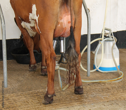 A Portable Milking Machine Being Used on a Dairy Cow.
