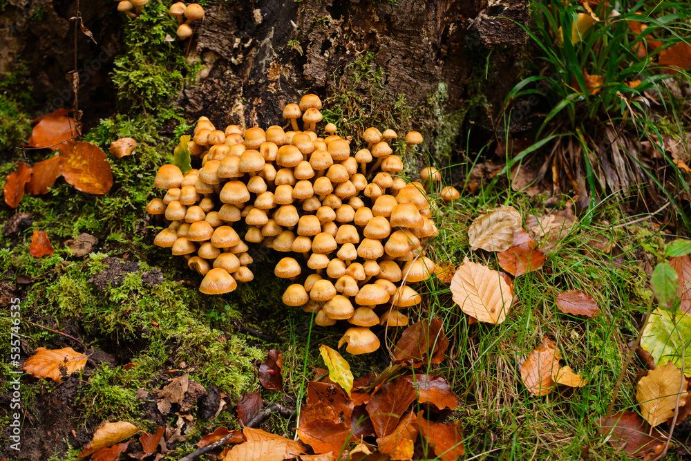 A group of mushrooms (Kuehneromyces mutabilis) on a stump in the autumn forest after rain A group of mushrooms (Kuehneromyces mutabilis) on a stump in the autumn forest after rain