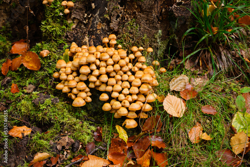 A group of mushrooms (Kuehneromyces mutabilis) on a stump in the autumn forest after rain