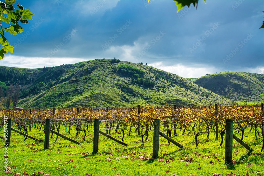 Rows of autumn grapevines under stormy sky. Vineyard and green rolling hills in Hawke's Bay, New Zealand