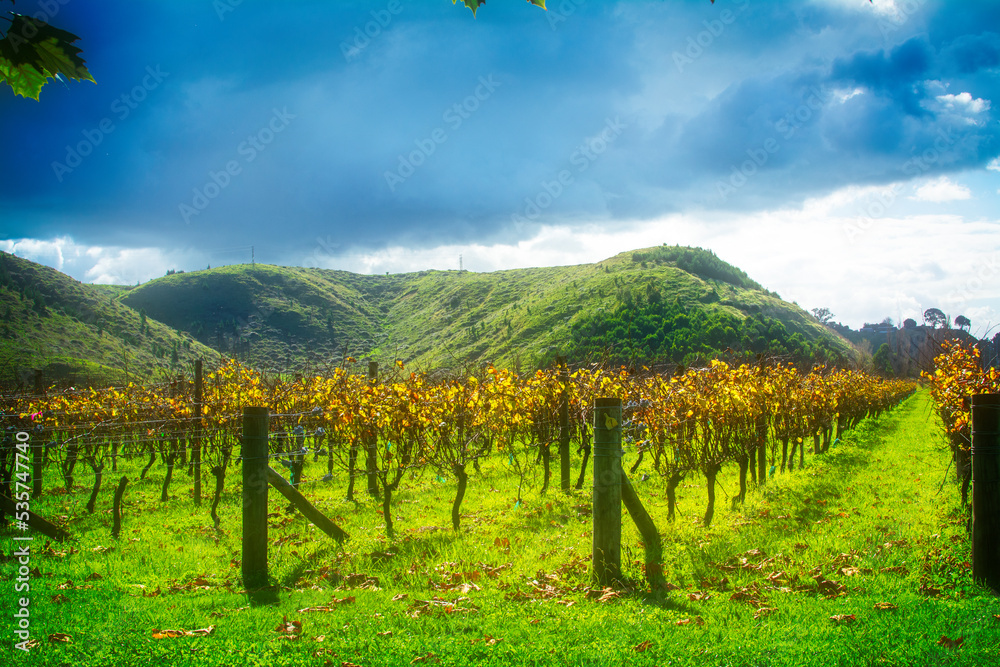 Rows of autumn grapevines glowing in the afternoon sun under stormy sky. Vineyard and green rolling hills in Hawke's Bay, New Zealand