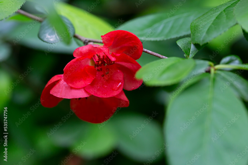 Fototapeta premium Closeup of flowering of Japanese quince or Chaenomeles japonica tree red flowers on a branch on a blurry background, spring and summer background