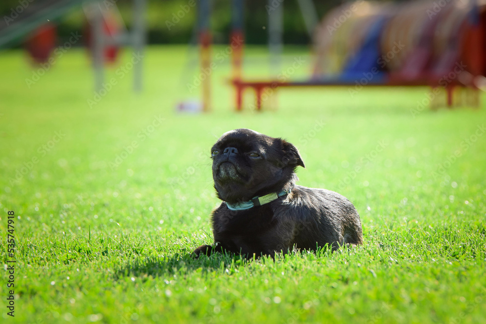 Dog is running in the grass. He is so crazy dog on trip. Dog is running in the grass. He is so crazy dog on trip.