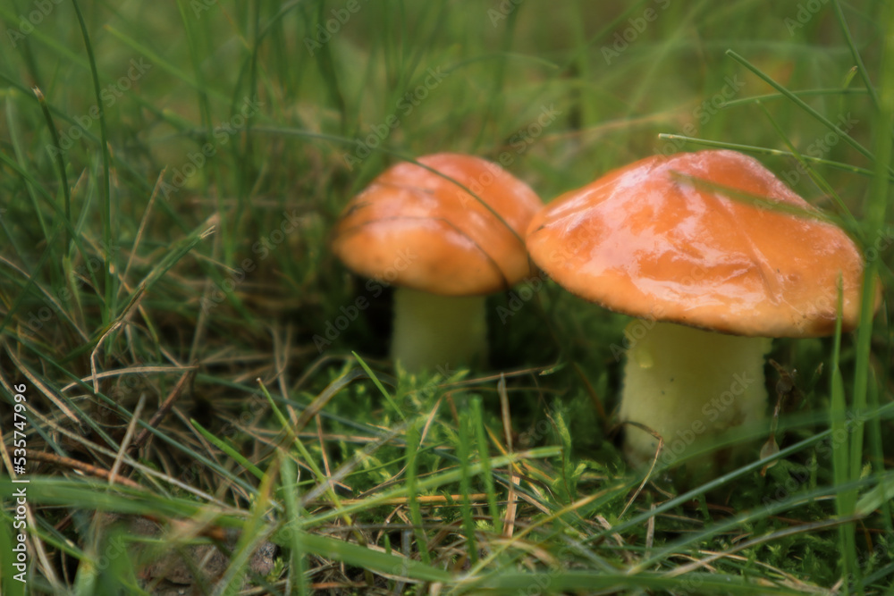 Edible oily Mushrooms yellow boletus in the forest. Mushrooms Suillus luteus in the forest. An edible oily mushroom that grows in the autumn forest among the grass and needles Edible oily Mushrooms yellow boletus in the forest. Mushrooms Suillus luteus in the forest. An edible oily mushroom that grows in the autumn forest among the grass and needles