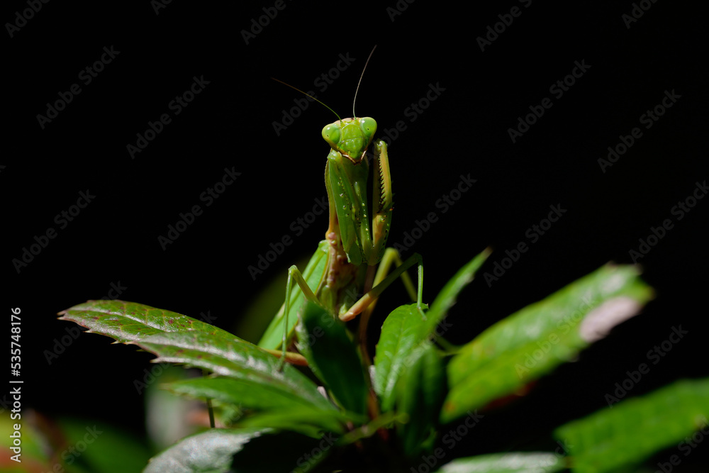 praying mantis on leaf