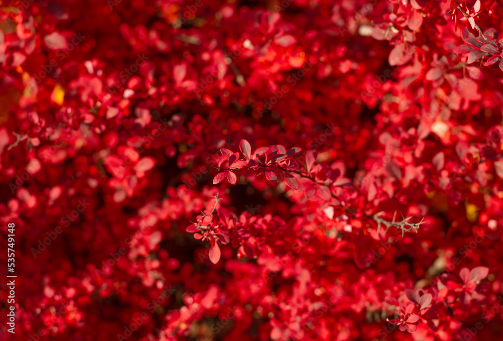 bright color barberry plant bush with red leaves on branch in autumn