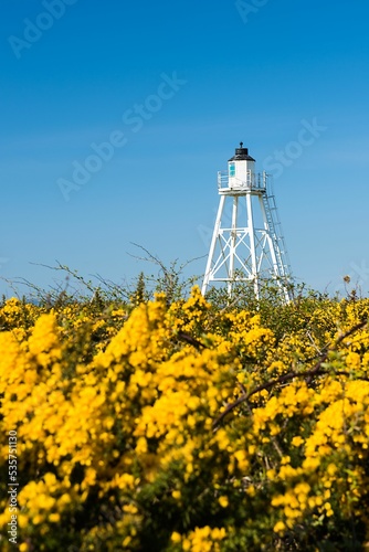 Vertical shot of the East Cote Lighthouse at Silloth with yellow Gorse Flowers against a blue sky photo