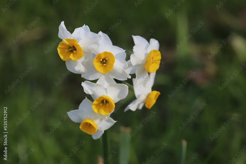 日本の冬の庭に咲くフサザキスイセンの花 日本の冬の庭に咲くフサザキスイセンの花