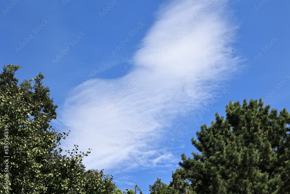 Fototapeta premium sky and trees