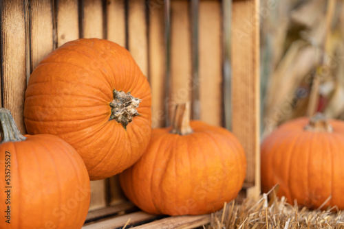 Plucked pumpkins in a wooden plank agricultural box for storing the harvest.