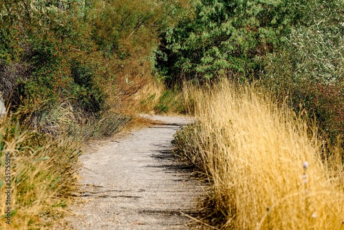 Dirt trail road surrounded by dry and thick vegetation photo
