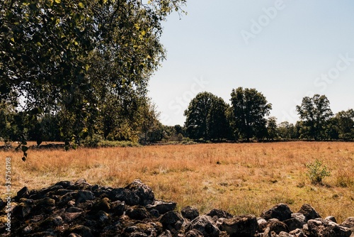Empty field in the Swedish countryside with dried grass and green trees photo