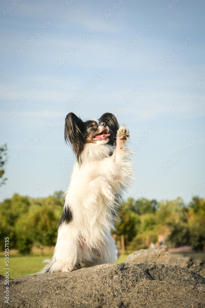 Papillon is sitting on stone. Dog is in city center in Prague. Papillon is sitting on stone. Dog is in city center in Prague.