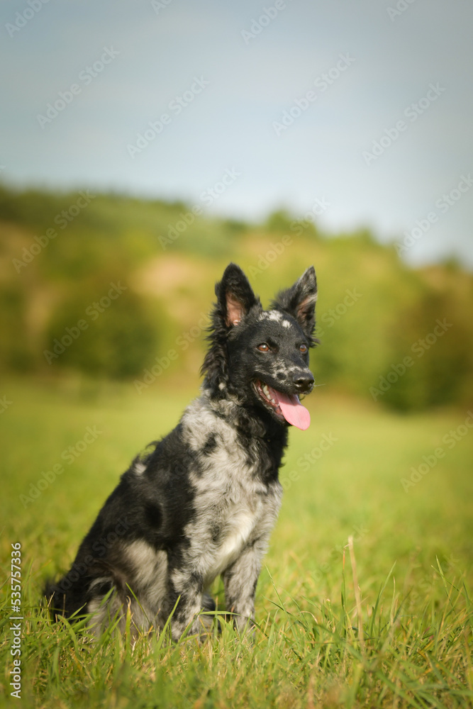 Portrait of dog puppy mudi. She is so nice dog. Portrait of dog puppy mudi. She is so nice dog.