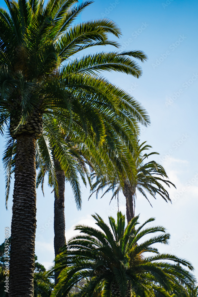 Perfect green California Palm trees vertical against a blue cloudless sky. Phone background wallpaper Nature travel landscape background