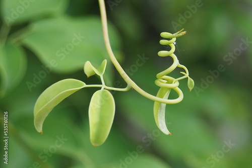つる植物のバネ