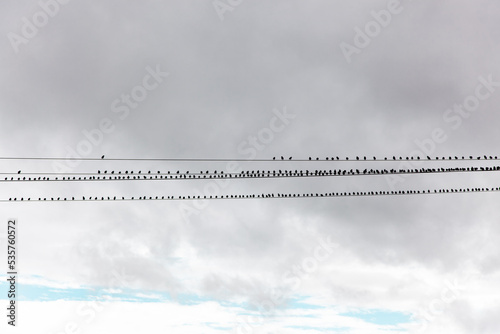 Common Starling Birds (Sturnus vulgaris) on wires. Flock of starlings sitting on a high voltage power line. Abstract nature. Flying birds. Birds silhouettes. 