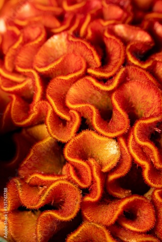 Slika na platnu Vertical macro of orange Cockscomb growing in a bouquet