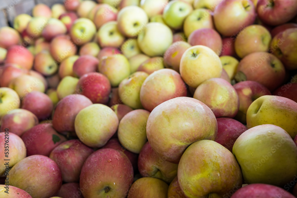Colorful Apples in a Pile in the Autumn After being Harvested Colorful Apples in a Pile in the Autumn After being Harvested