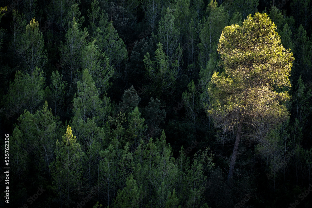 Mountain with pine trees in the Penedes region in the province of Barcelona in Spain Mountain with pine trees in the Penedes region in the province of Barcelona in Spain