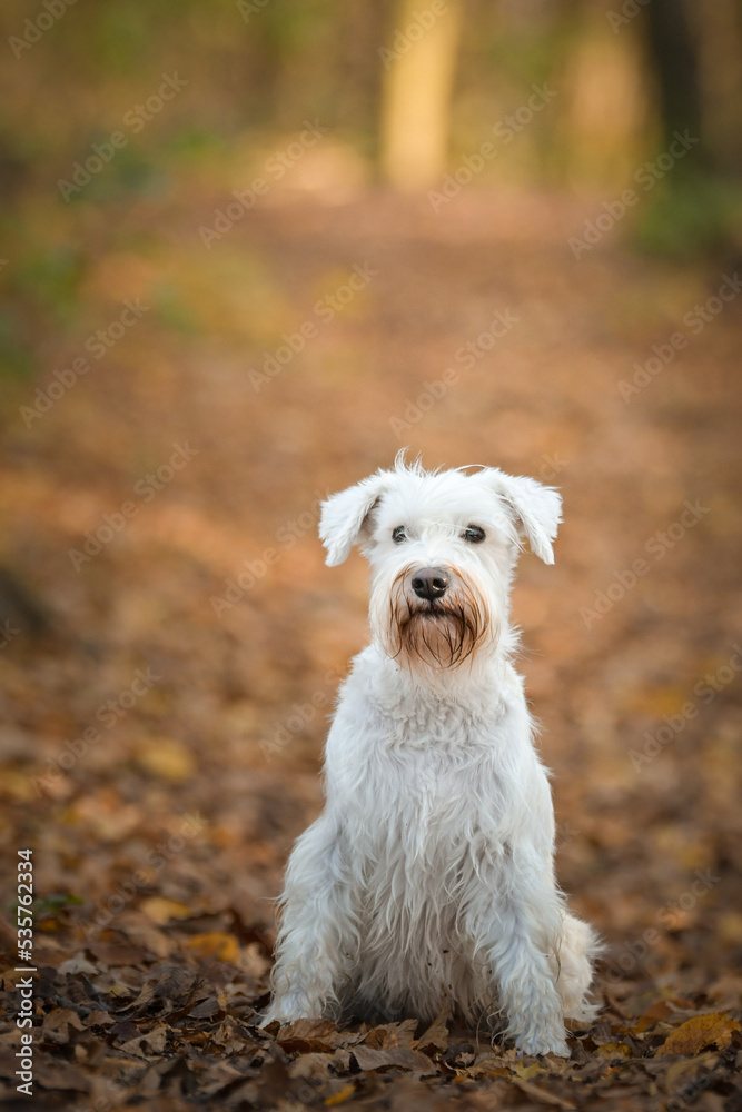 Schnauzer is standing in the forest. It is autumn portret.