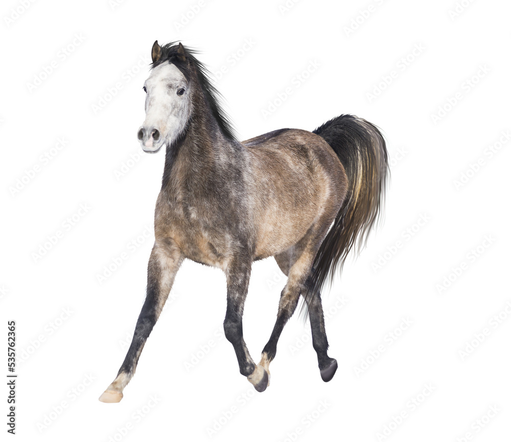 Brown horse running trot , isolated 