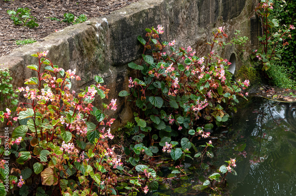 Sydney Australia, pink flowering begonia's growing in storm water drain
