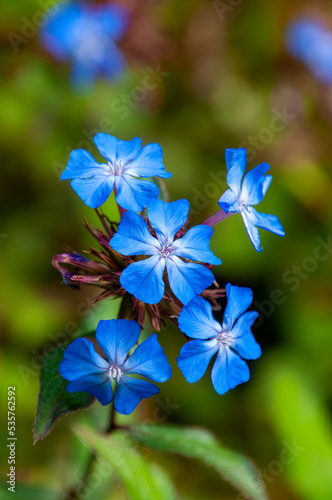 Sydney Australia, blue flowering Ceratostigma willmottianum plant native to Western China and Tibet photo