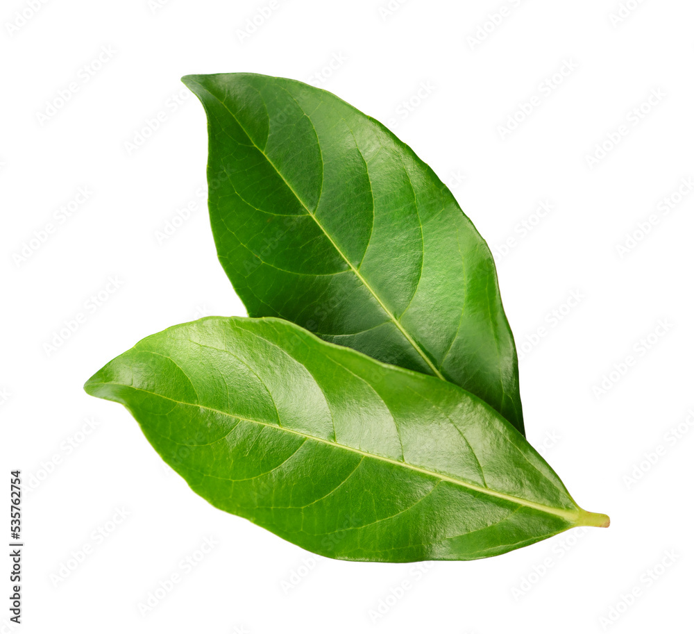 Fototapeta premium Two green leaves close up isolated on white background.