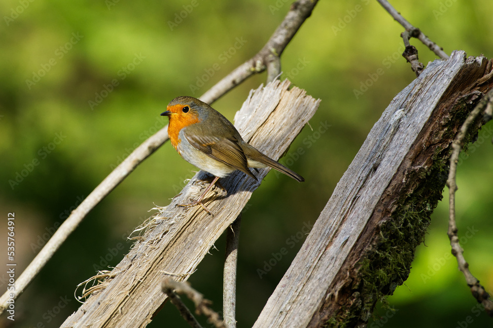 Fototapeta premium Robin on a cut tree