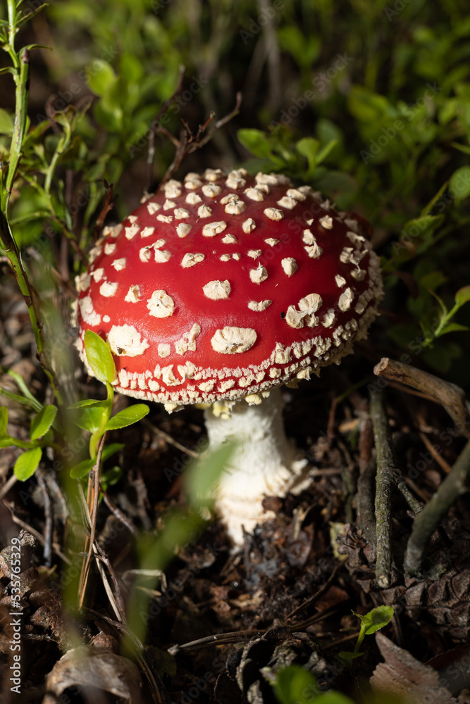Fly agaric (Amanita muscaria), poisonous mushroom Fly agaric (Amanita muscaria), poisonous mushroom