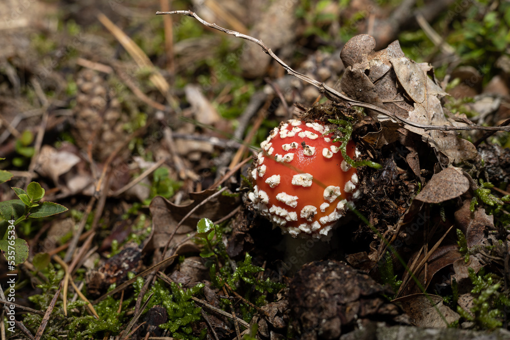 Young amanita muscaria, commonly known as the fly agaric Young amanita muscaria, commonly known as the fly agaric