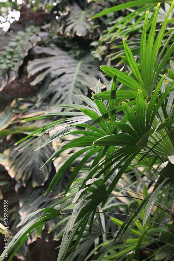 Green tropical plants growing in the jungle. Green tropical plants growing in the jungle.