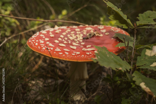 Fly agaric also known as fly amanita (Amanita muscaria) growing in the woods