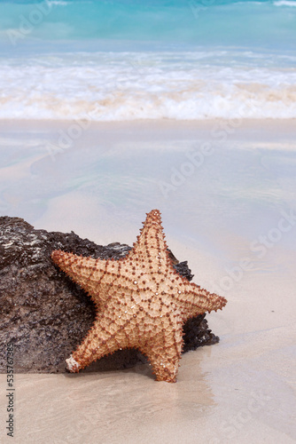 Starfish on the white sandy beach in Dominican Republic.