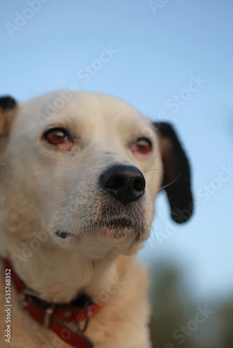 Cute white and black dog profile close up animal background high quality big size instant print