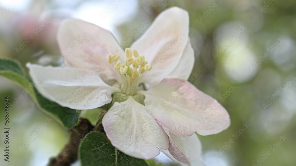 Blüte Blüte