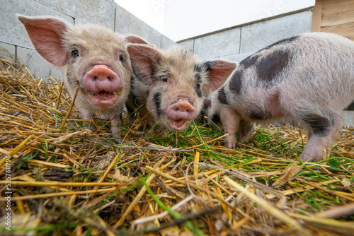 cute little kune kune pigs eating fresh grass photo