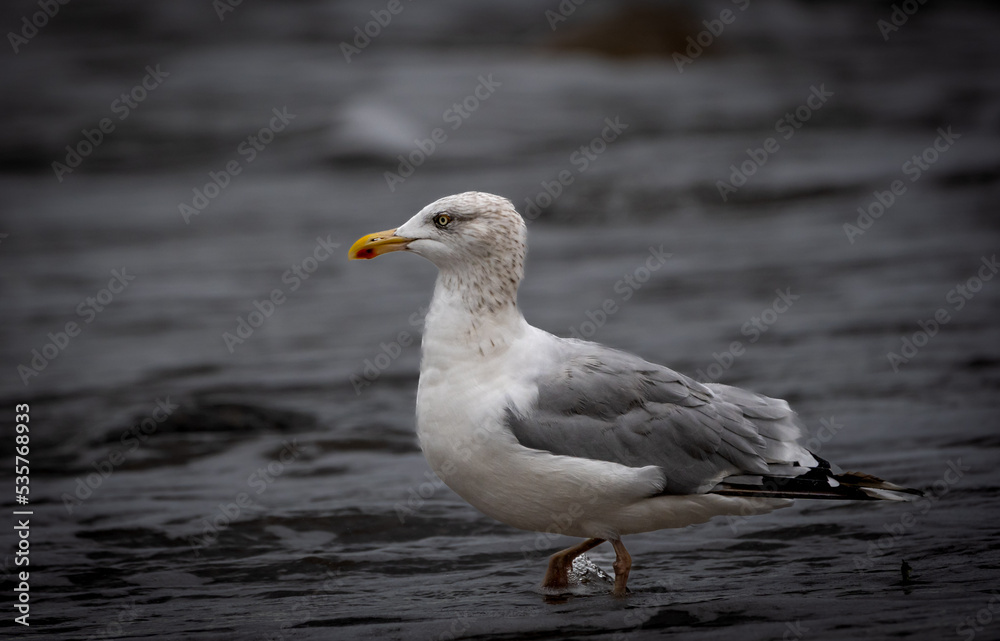 seagull on the beach